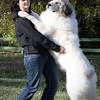 The st bernard bullmastiff mix is a first generation mix, and there's a lot of controversy surrounding the offspring of two different purebred breeds. Https Encrypted Tbn0 Gstatic Com Images Q Tbn And9gctw Uwqezxwnn1bnnj07 R1ew25joivp4dxgmprynkfpfojfueh Usqp Cau