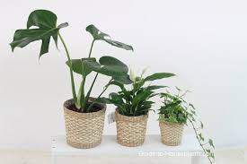 Indoor House Plants Varieties