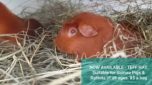 Coastal pet rescue is a privately funded nsw based rescue. Central Coast Cavies Guinea Pig Rabbit Supplies Home Facebook