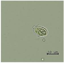 giardia duodenalis zoonotic emblages