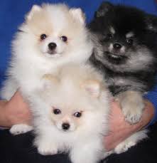 Ask questions and learn about pomeranians at nextdaypets.com. Pomeranian For Sale Mn Novocom Top