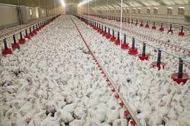 Nantes : Mobilisation contre l'élevage intensif de poulets