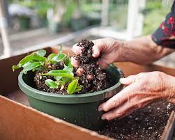 Fairview Garden Center Plant Nursery