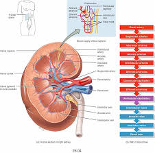 Blood Flow Of Kidneys Kidney Anatomy Anatomy Organs