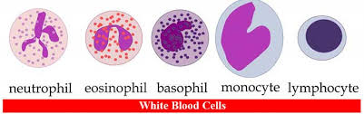 Blood Cells And Its Types With Functions