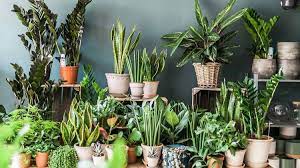 9 Best Indoor Plants These Low