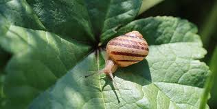 pure snail slime