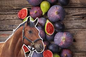 can horses eat figs horse answer