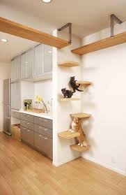 Cat Shelves Yes You Read That Right