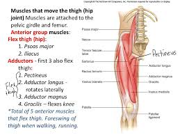 The hip flexors connect your hip bones to your leg bones. Muscles That Move The Thigh Leg Ppt Video Online Download