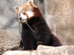international red panda day september