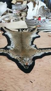 bobcat rug texasbowhunter com