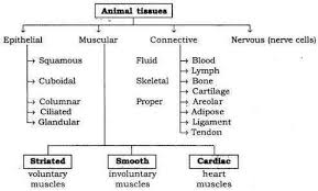 Flow Chart Of Animal Tissue Of Class 9th Brainly In