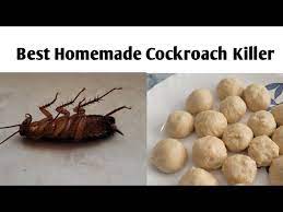 kill roaches using boric powder