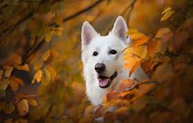 Wallpaper autumn, look, face, branches, dog, yellow leaves, The white Swiss shepherd dog images for desktop, section собаки - download