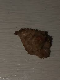 Carpet beetles are attracted to. Tiny Black Bugs Making Head Itch Thriftyfun