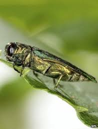 Emerald Ash Borer Beetle On The March Across Europe Bbc News