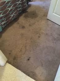 clarity carpet and upholstery cleaning