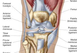 knee pain top inner or back