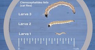 flea larvae appearance biology and