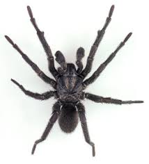 Trapdoor Spiders The Australian Museum