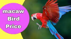 macaw bird macaw parrot