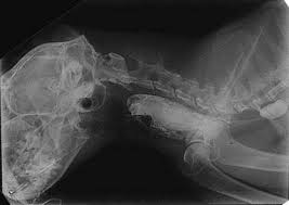 Congenital diaphragmatic hernia in dogs. Megaesophagus In Cats Vetlexicon Felis From Vetstream Definitive Veterinary Intelligence