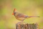 Five Fun Facts About… The Northern Cardinal | Estes Valley ...