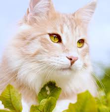 Upon closer examination, you will discover a true homebody cat that thrives the color of the norwegian forest cat coat can vary from traditional brown tabby and white markings, to solid colors ranging from white to black, and. Norwegian Forest Cat Your Complete Guide To Finding And Owning One