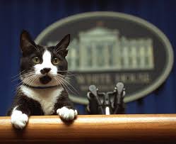 Joe and jill biden's dogs are about to take over not only the white house, but social media, as well. Joe Biden Will Unite Cat With Dogs Champ And Major As White House Pets