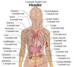 Using a body diagram activity is also a great resource for teaching esl students, or send children learning about the body. Pin On Human Body