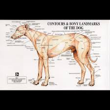 Petmassage Chart 2 Contours And Bony Landmarks Of The Dog