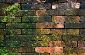 Get Rid Of Moss On Bricks Naturally