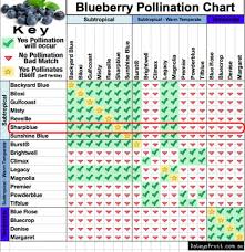 Daleys Fruit Tree Blog Blueberry Plant Pollination Chart