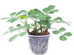 Can You Grow Peanuts In Containers