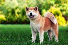100 anese dog names and their super