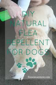 natural flea for dogs with