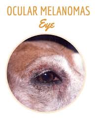 malignant melanoma in dogs eye skin