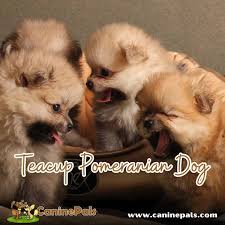 teacup pomeranian dog guide uncover