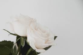 the meaning of white roses article
