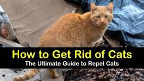 how-do-i-get-rid-of-stray-cats-permanently