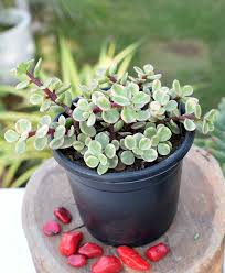 It's important to keep the plant watered during the growing season (spring, summer) and drier. Crassula Ovata Dwarf Variegated Jade Plant Variegated Elephant Bush