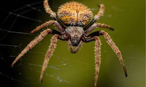 10 spiders in california a z s