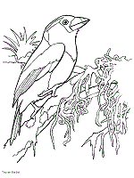 The toucan is a fairly large bird with a large beak, which in some individuals is longer than the body. Toucans Coloring Pages