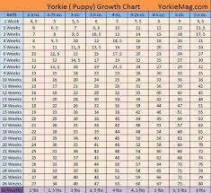 Inquisitive Teacup Yorkie Weight Chart Puppy Weight
