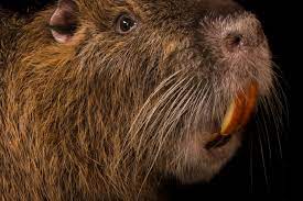 Nutria | National Geographic