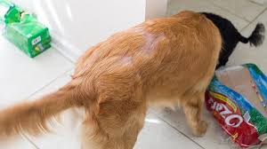 dog hair falling out in clumps causes