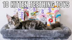 10 kitten teething toys you