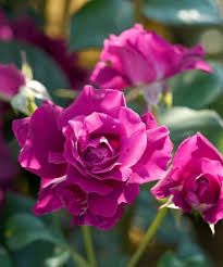 Live Rosa Intrgue Patio Rose Tree