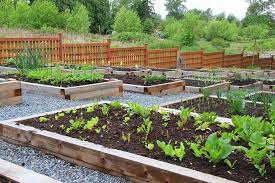 building a vegetable garden at school